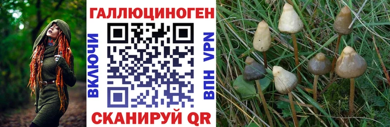 Галлюциногенные грибы Psilocybe блэк спрут маркетплейс Данилов купить цена
